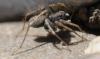 Pardosa sp.
